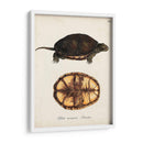 Tortugas Y Conchas Antiguos Ii | Cuadro decorativo de Canvas Lab