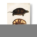 Tortugas Y Conchas Antiguos Ii | Cuadro decorativo de Canvas Lab