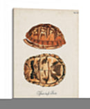 Tortugas Y Conchas Antiguas Iii | Cuadro decorativo de Canvas Lab