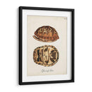 Tortugas Y Conchas Antiguas Iii | Cuadro decorativo de Canvas Lab