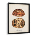 Tortugas Y Conchas Antiguas Iii | Cuadro decorativo de Canvas Lab