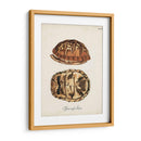 Tortugas Y Conchas Antiguas Iii | Cuadro decorativo de Canvas Lab