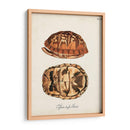 Tortugas Y Conchas Antiguas Iii | Cuadro decorativo de Canvas Lab