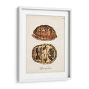 Tortugas Y Conchas Antiguas Iii | Cuadro decorativo de Canvas Lab