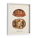 Tortugas Y Conchas Antiguas Iii | Cuadro decorativo de Canvas Lab