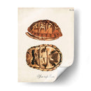 Tortugas Y Conchas Antiguas Iii | Cuadro decorativo de Canvas Lab
