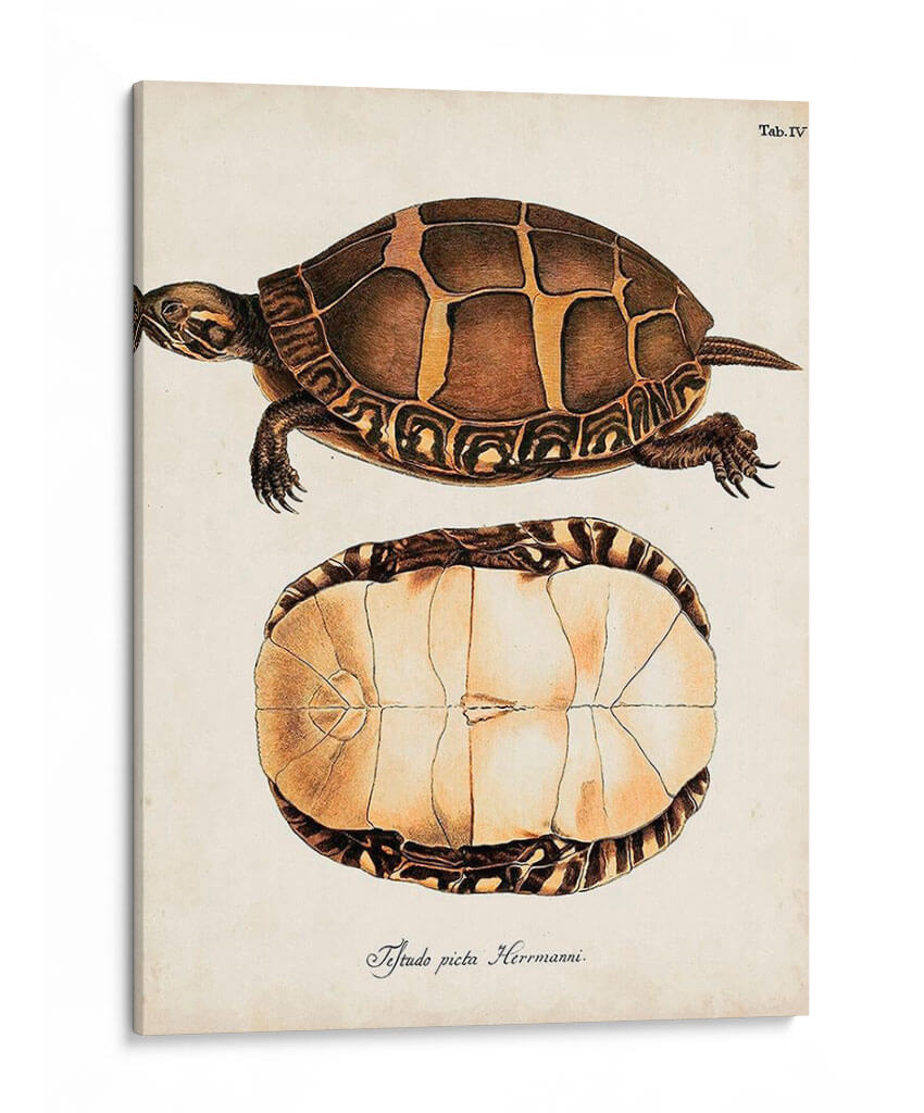 Tortugas Y Conchas Antiguas Iv | Cuadro decorativo de Canvas Lab