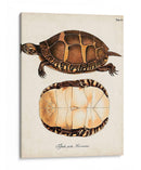 Tortugas Y Conchas Antiguas Iv | Cuadro decorativo de Canvas Lab