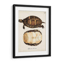 Tortugas Y Conchas Antiguas Iv | Cuadro decorativo de Canvas Lab