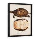 Tortugas Y Conchas Antiguas Iv | Cuadro decorativo de Canvas Lab