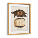 Tortugas Y Conchas Antiguas Iv | Cuadro decorativo de Canvas Lab