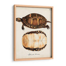 Tortugas Y Conchas Antiguas Iv | Cuadro decorativo de Canvas Lab