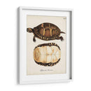 Tortugas Y Conchas Antiguas Iv | Cuadro decorativo de Canvas Lab