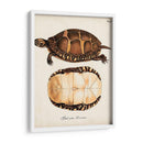 Tortugas Y Conchas Antiguas Iv | Cuadro decorativo de Canvas Lab