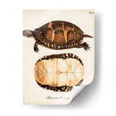 Tortugas Y Conchas Antiguas Iv | Cuadro decorativo de Canvas Lab