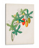 Botánico De Los Trópicos Iii. | Cuadro decorativo de Canvas Lab