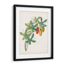 Botánico De Los Trópicos Iii. | Cuadro decorativo de Canvas Lab