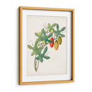 Botánico De Los Trópicos Iii. | Cuadro decorativo de Canvas Lab