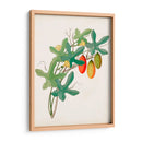 Botánico De Los Trópicos Iii. | Cuadro decorativo de Canvas Lab
