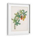 Botánico De Los Trópicos Iii. | Cuadro decorativo de Canvas Lab