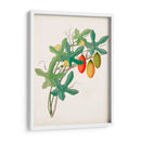 Botánico De Los Trópicos Iii. | Cuadro decorativo de Canvas Lab