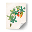 Botánico De Los Trópicos Iii. | Cuadro decorativo de Canvas Lab