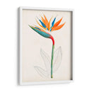 Botánico De Los Trópicos Iv. | Cuadro decorativo de Canvas Lab