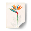 Botánico De Los Trópicos Iv. | Cuadro decorativo de Canvas Lab