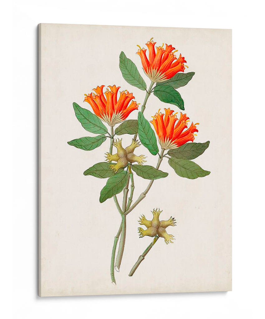 Botánico De Los Trópicos V. | Cuadro decorativo de Canvas Lab