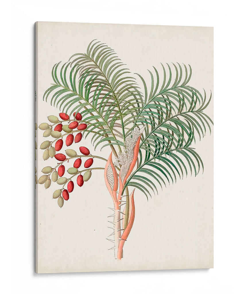 Botánico De Los Trópicos Vii. | Cuadro decorativo de Canvas Lab