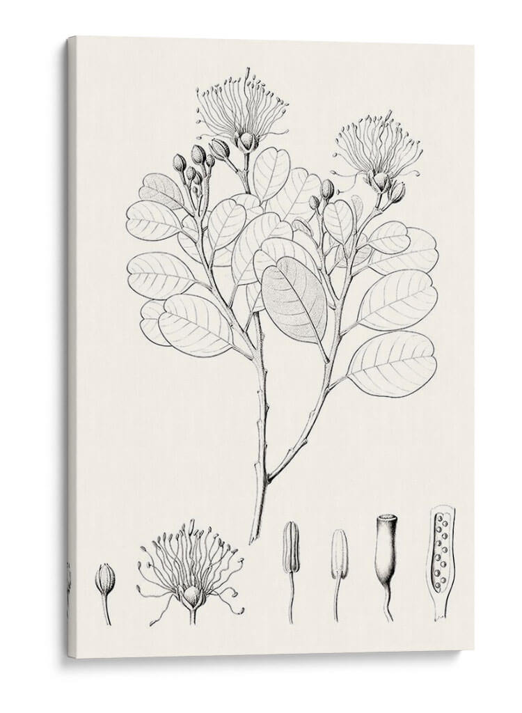 Hojas Ilustrativas I - Vision Studio | Cuadro decorativo de Canvas Lab