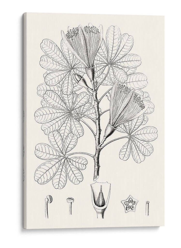 Hojas Ilustrativas Ii - Vision Studio | Cuadro decorativo de Canvas Lab