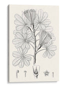 Hojas Ilustrativas Ii - Vision Studio | Cuadro decorativo de Canvas Lab