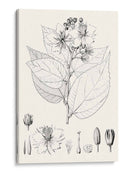 Hojas Ilustrativas Iii - Vision Studio | Cuadro decorativo de Canvas Lab