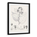 Hojas Ilustrativas Iii - Vision Studio | Cuadro decorativo de Canvas Lab