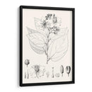 Hojas Ilustrativas Iii - Vision Studio | Cuadro decorativo de Canvas Lab