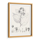 Hojas Ilustrativas Iii - Vision Studio | Cuadro decorativo de Canvas Lab