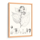 Hojas Ilustrativas Iii - Vision Studio | Cuadro decorativo de Canvas Lab