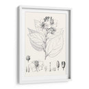 Hojas Ilustrativas Iii - Vision Studio | Cuadro decorativo de Canvas Lab