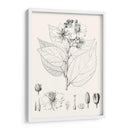 Hojas Ilustrativas Iii - Vision Studio | Cuadro decorativo de Canvas Lab