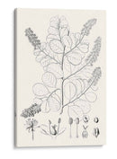 Hojas Ilustrativas Iv - Vision Studio | Cuadro decorativo de Canvas Lab