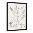 Hojas Ilustrativas Iv - Vision Studio | Cuadro decorativo de Canvas Lab