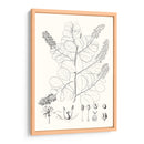 Hojas Ilustrativas Iv - Vision Studio | Cuadro decorativo de Canvas Lab