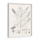 Hojas Ilustrativas Iv - Vision Studio | Cuadro decorativo de Canvas Lab