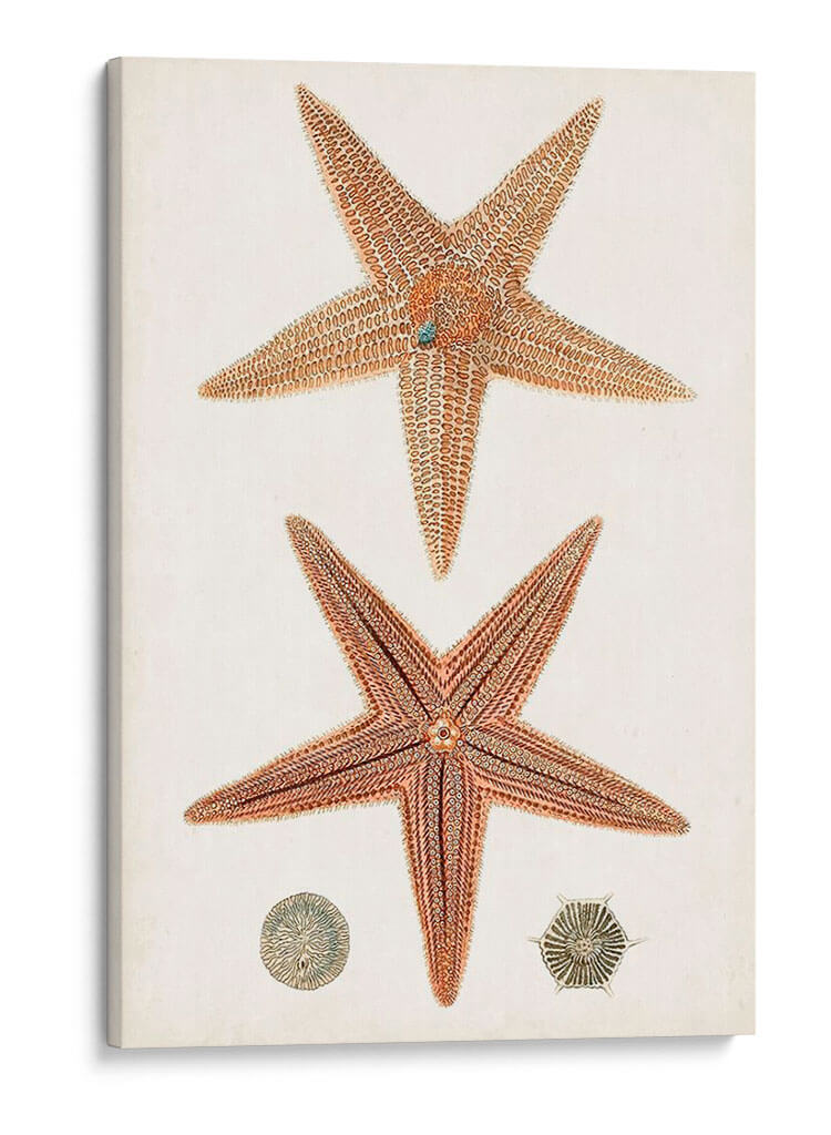 Curiosidad Costera I | Cuadro decorativo de Canvas Lab