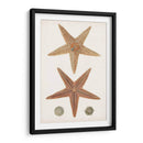 Curiosidad Costera I | Cuadro decorativo de Canvas Lab