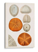 Curiosidad Costera Ii | Cuadro decorativo de Canvas Lab