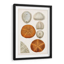 Curiosidad Costera Ii | Cuadro decorativo de Canvas Lab