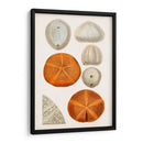 Curiosidad Costera Ii | Cuadro decorativo de Canvas Lab