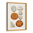 Curiosidad Costera Ii | Cuadro decorativo de Canvas Lab